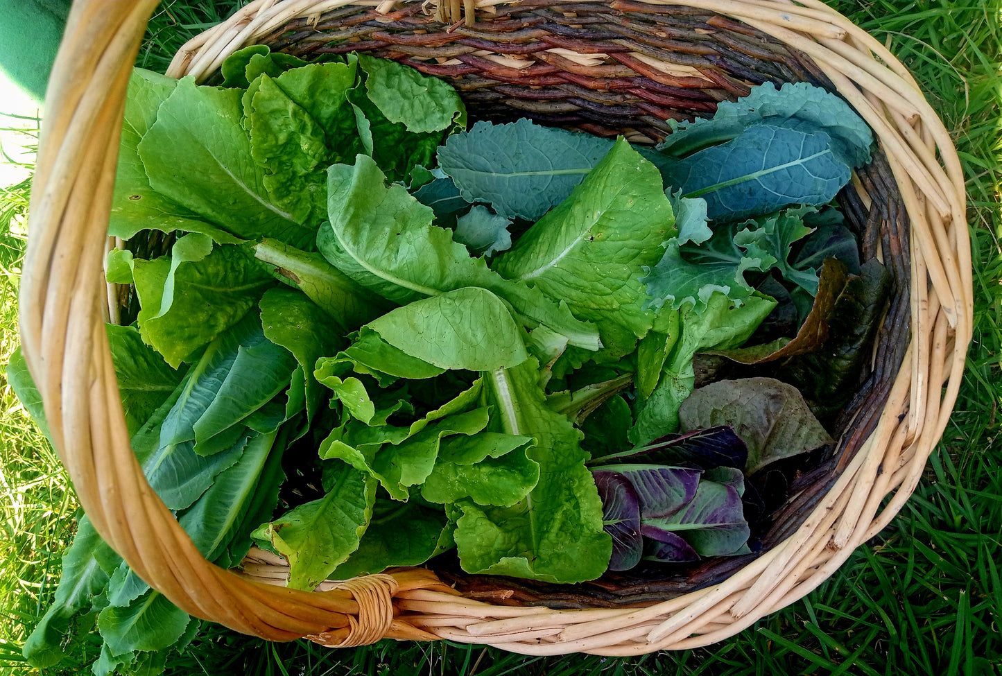 Fresh produce or herbs 🌿