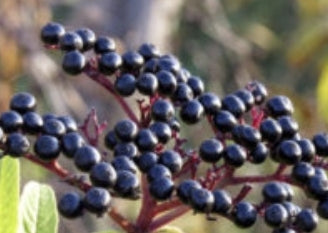 Elderberry tincture