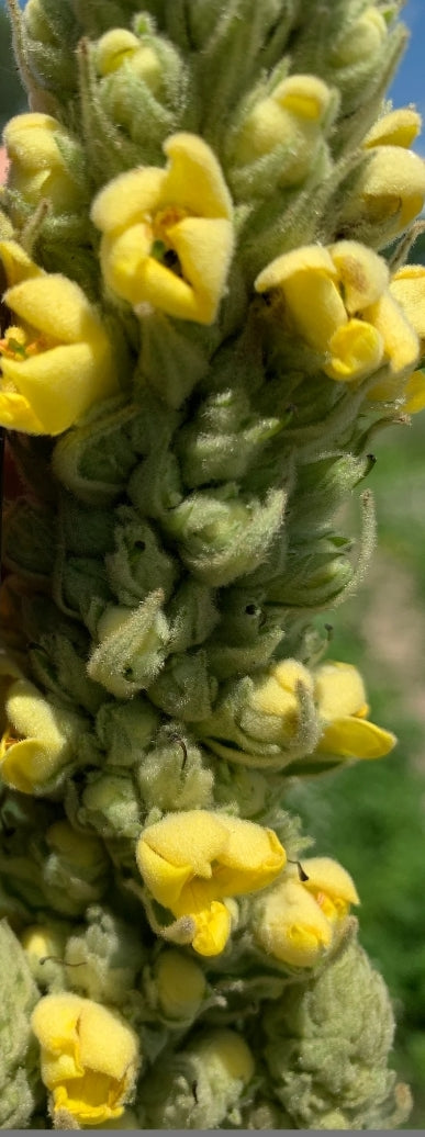 Mullein seeds