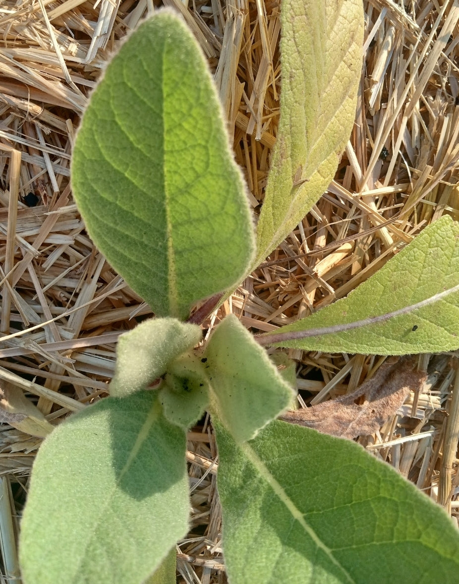 Live Mullein plant (medium)