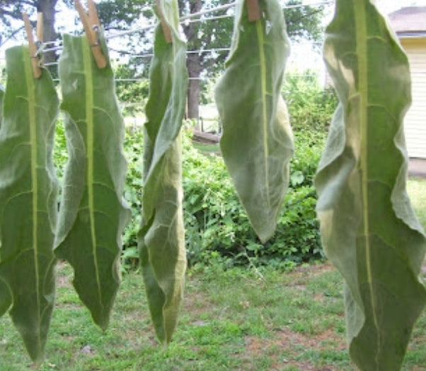 Mullein seeds