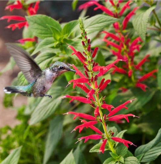 Pineapple sage ticture